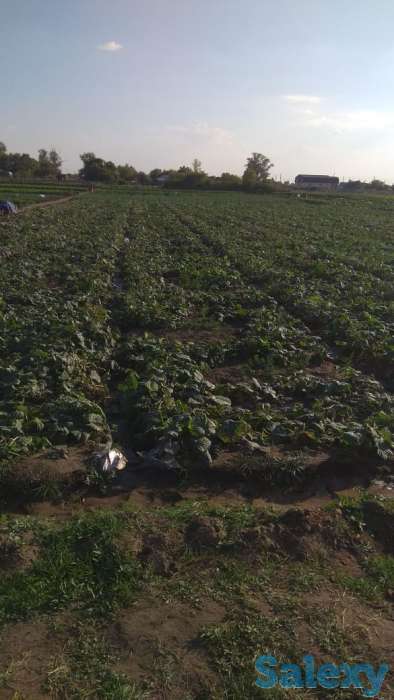 Продажа земельного участка в Караменды Батыр (Семёновке) (45 км от Астаны), фотография 2