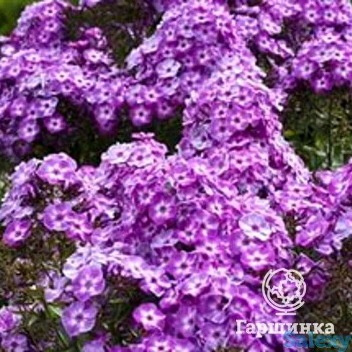 Флокс метельчатый Пикси Миракл, фотография 1