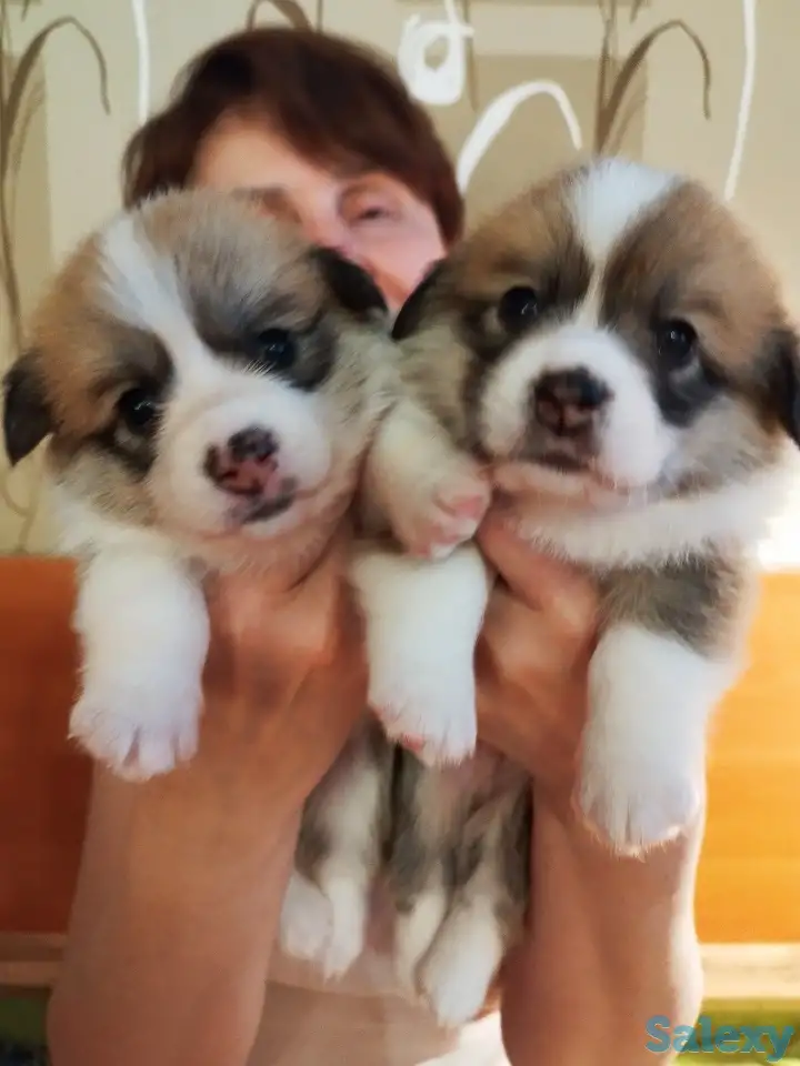 Продам щенков вельш корги пемброк, фотография 7