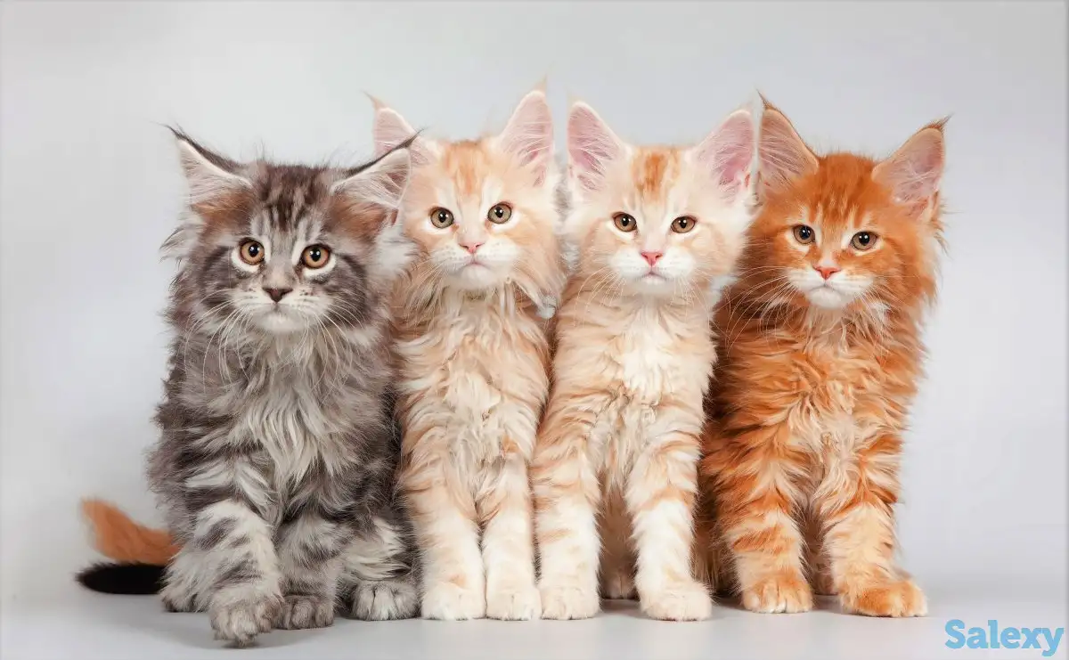 Шикарные котята Мейн Куна, фотография 1