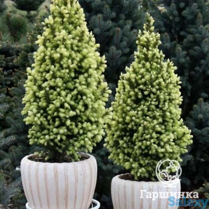 Ель канадская сан оф зе скай, фотография 1