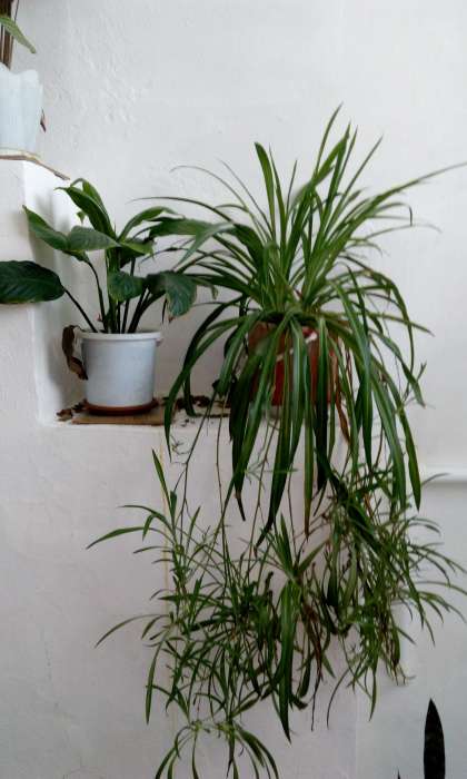 Домашние и офисные цветы, фотография 9