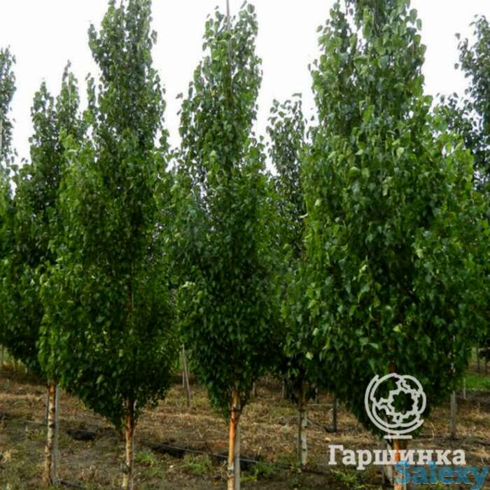 Береза фастигиата, фотография 1