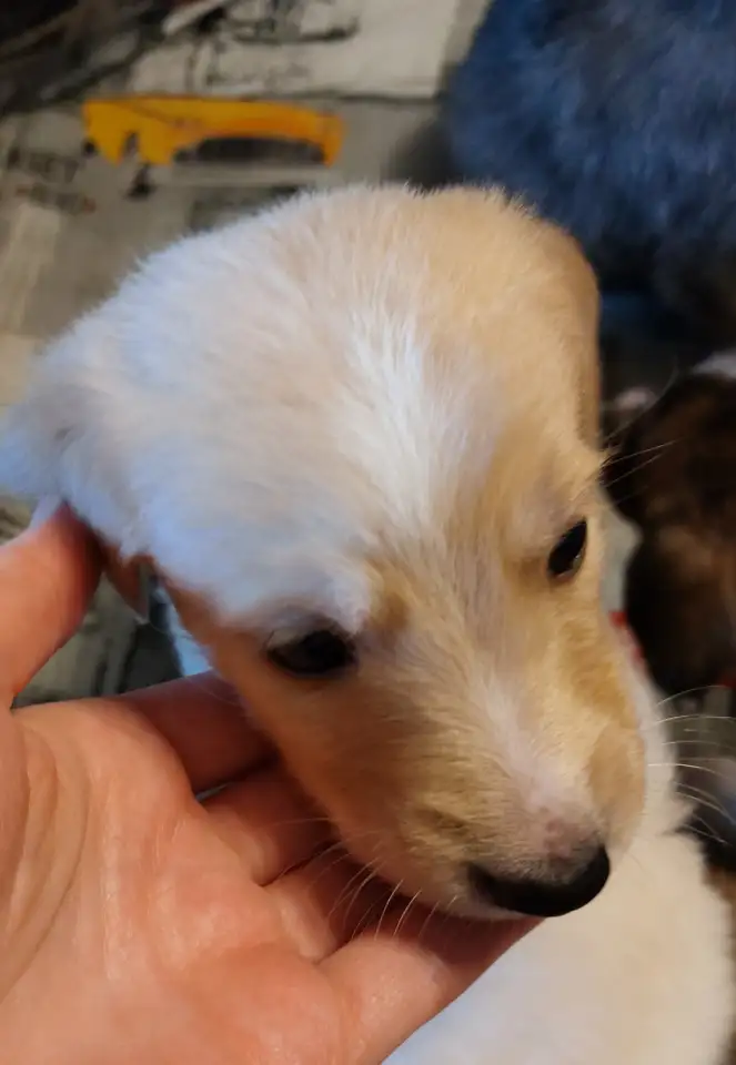 Щенки с премиум окрасом метисы ретривер, фотография 1