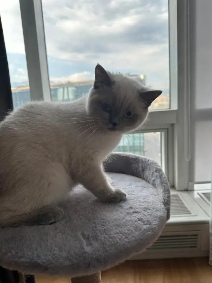 Продается кот, фотография 1