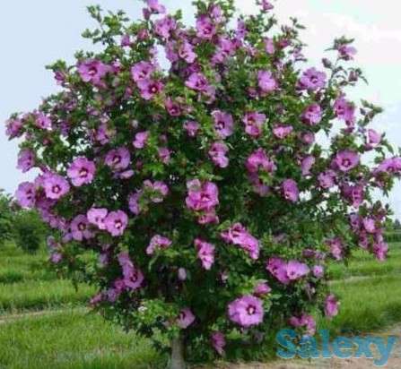 Саженцы Индийской и Сирийской сирени, фотография 4