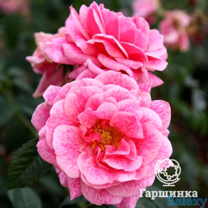 Роза камелот  плетистая, тантау, фотография 1