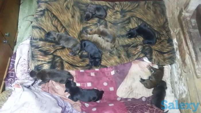 щенки питбультерьер, фотография 2