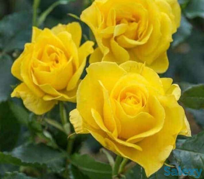 Саженец розы (чайно-гибридная, ремонтантная). Казахстан, фотография 1