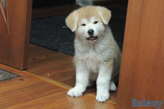 щенки акита ину, фотография 1