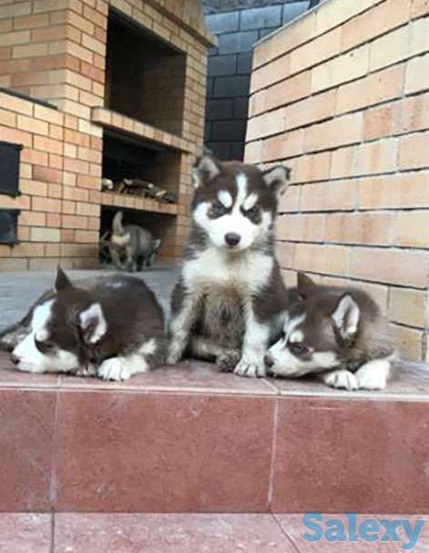 Продам щенков хаски, фотография 1