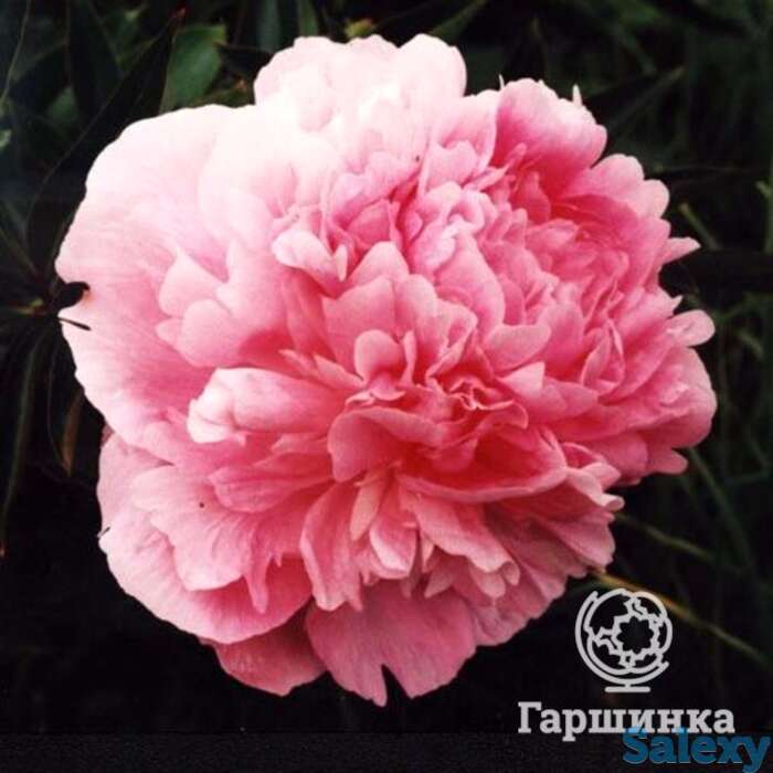 Пион диннер плейт, фотография 1