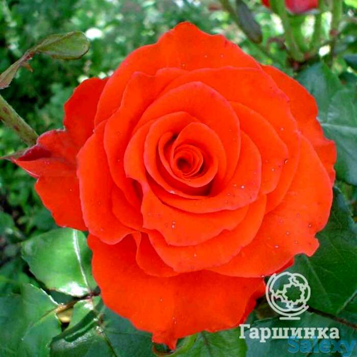 Роза Лав Стори чайно-гибридная, фотография 1