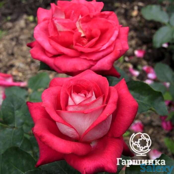 Роза моника беллуччи чайно-гибридная, топалович, фотография 1