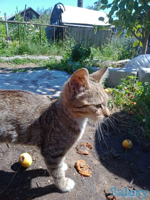 Продам милого катёнка,, фотография 2