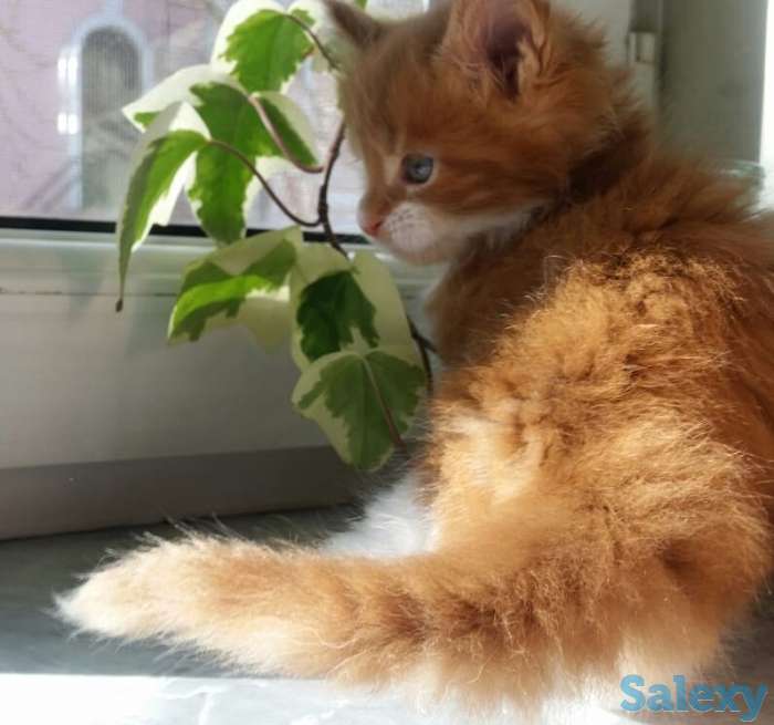 Котята Мейн-кун, фотография 3