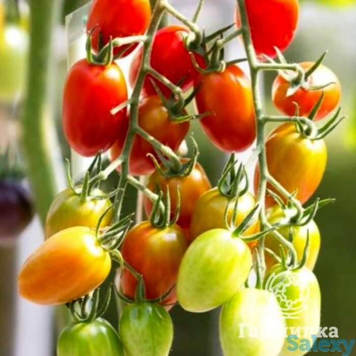 Семена Томат Комнатный сюрприз, фотография 1