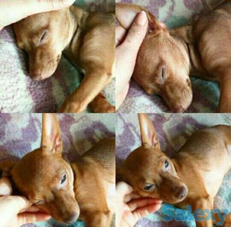 Собака компаньон, фотография 1