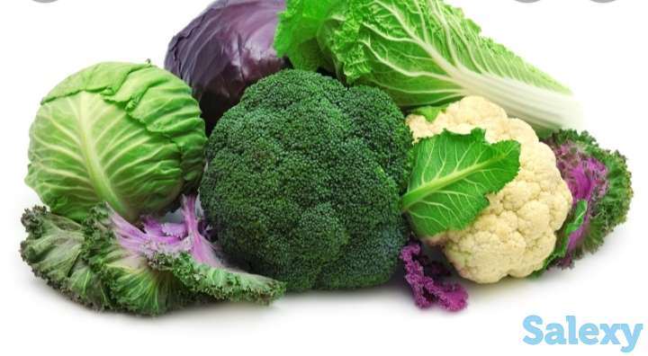 Рассада капусты, фотография 1