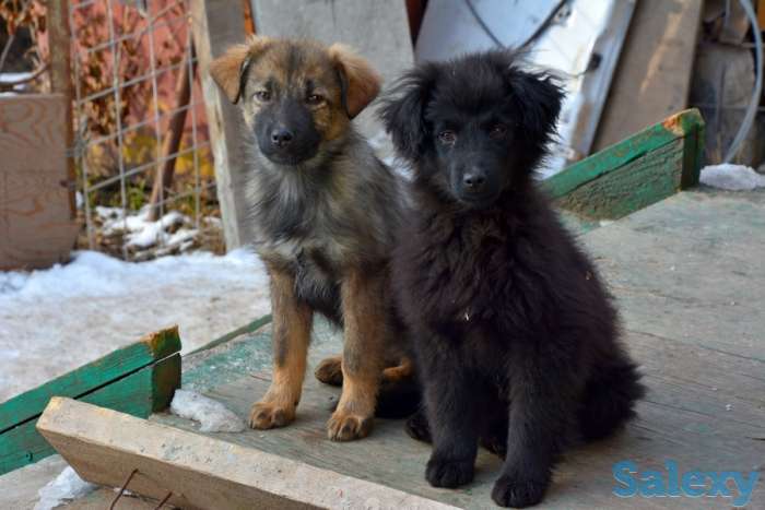 Отдам щенков дворняжек, любящим этих милых, неприхотливых и верных охранников, людям., фотография 5