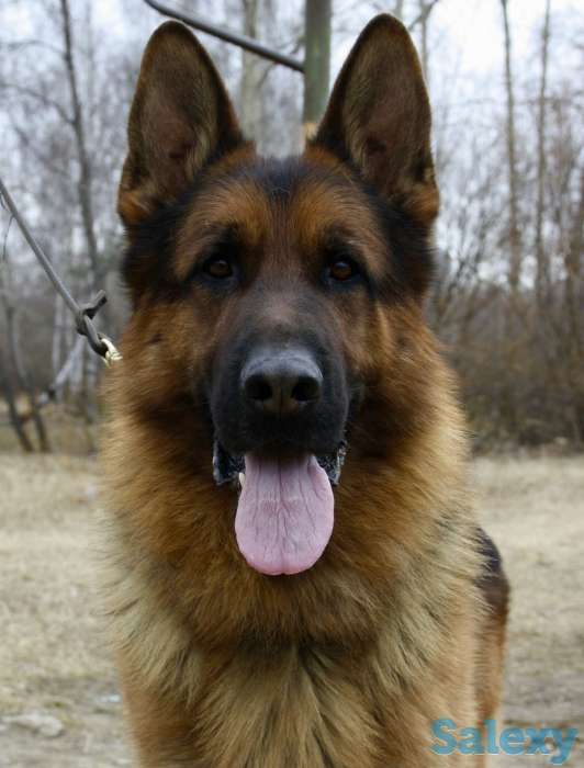 Щенки немецкой овчарки с родословной., фотография 3