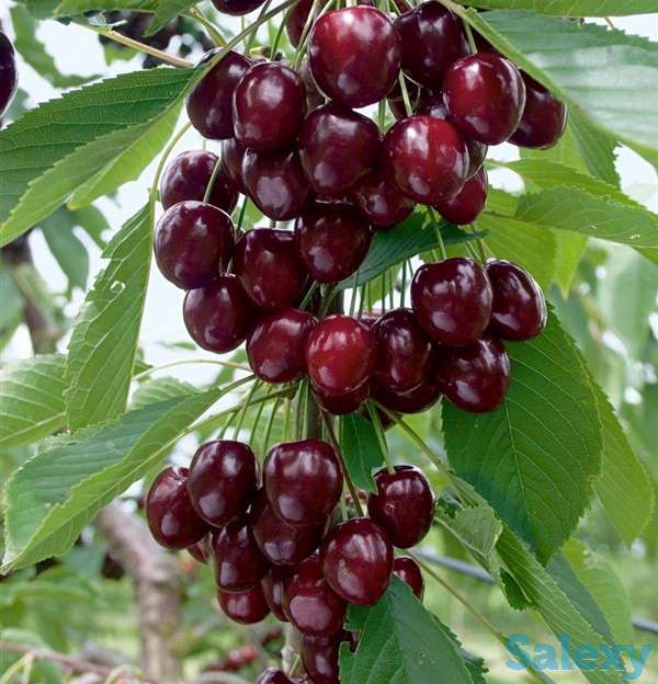 Саженец вишни колоновидной 