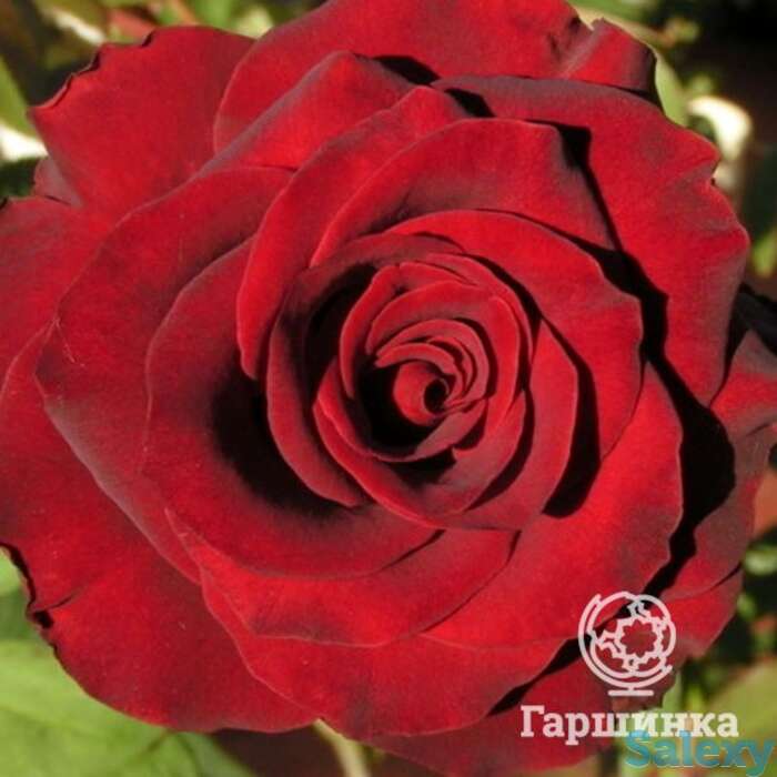 Роза Дон Жуан плетистая, фотография 1