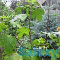 Саженцы экзотики, фотография 3