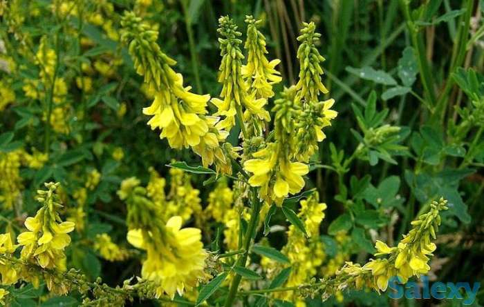 Донник Колдыбанский семенакупим 1т, фотография 1