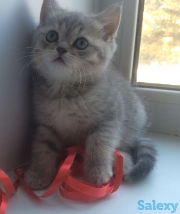 шотландский котенок, фотография 7