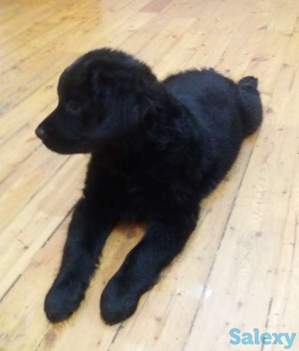 Продам щенков лабрадора черного окраса, фотография 5
