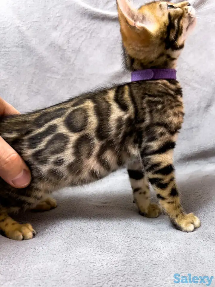 Бенгальские котята., фотография 5