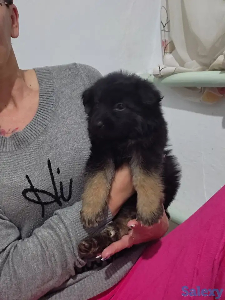 Продаются щенки немецкой овчарки, фотография 2