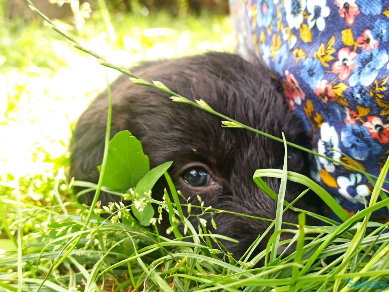 Отдам щенят, фотография 10