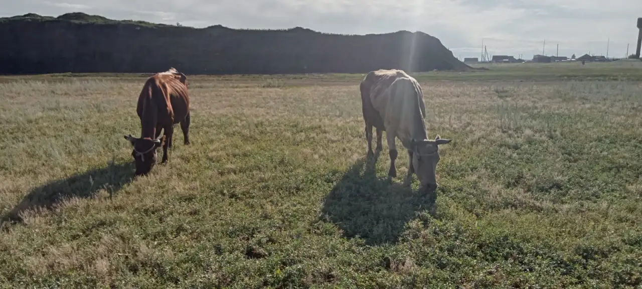 Продам 2 коровы с телятами. Можно без телят. Дойные коровы. Плохих прывычек нет. Умные, красивые, стройные коровы, фотография 3