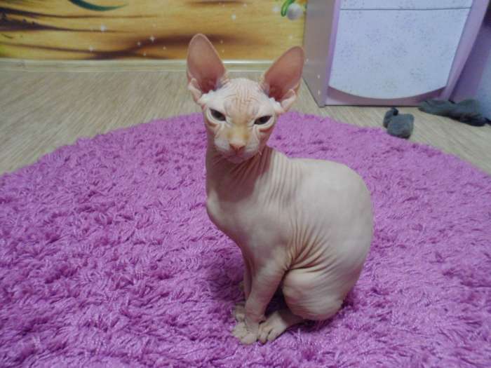 Продам котёнка канадского сфинкса, фотография 4