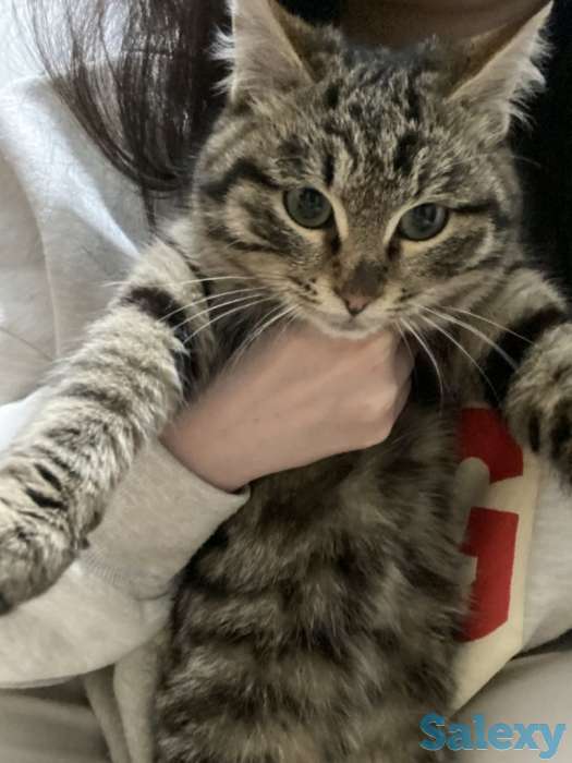 Котята ищут хорошие добрые руки, фотография 2