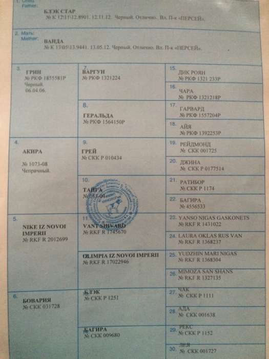 Вязка с черной немецкой овчаркой, фотография 2
