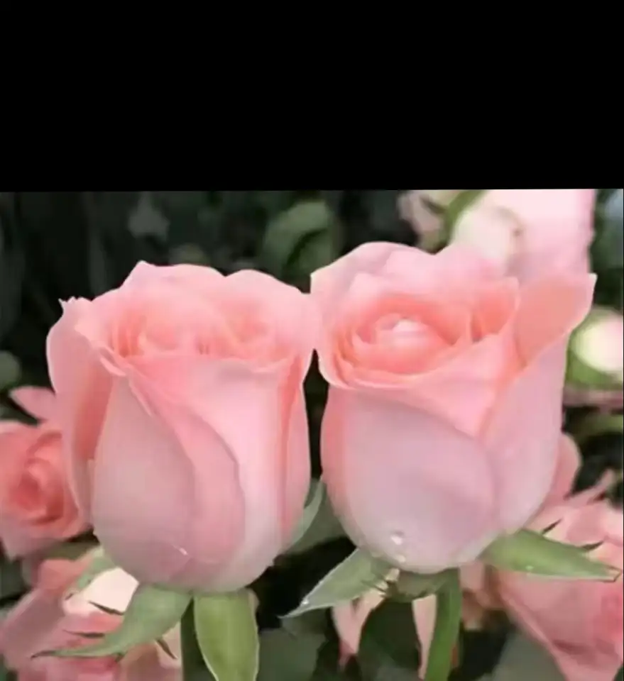 Саженцы роз, фотография 4