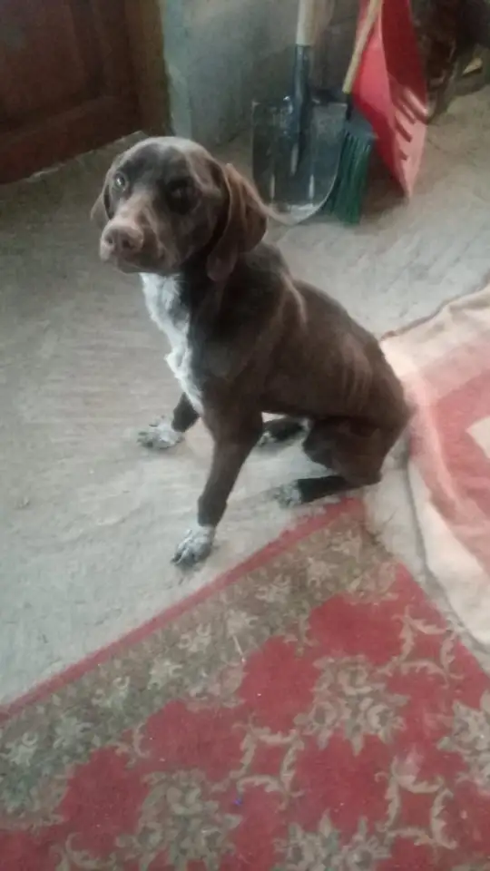 Найдена собака породы курцхар чистокровный, фотография 1