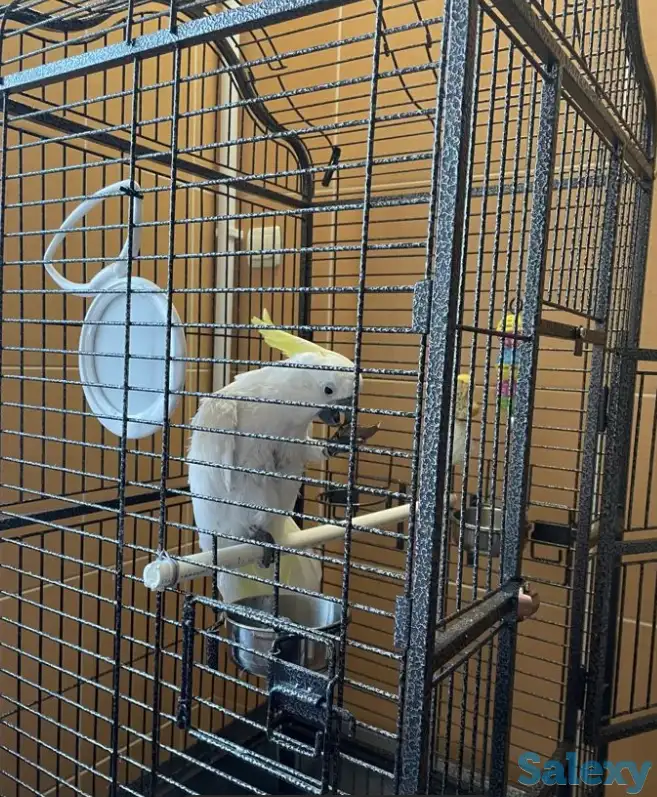 Какаду Попугай в добрые руки!, фотография 2