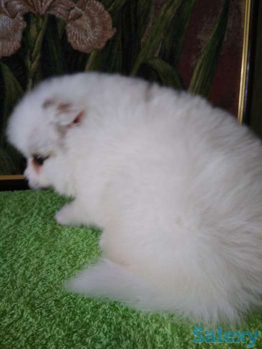 Продам мальчишек шпицов, фотография 1