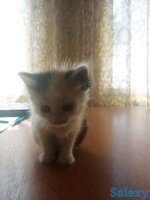 Отдам котят в хорошие руки, фотография 3