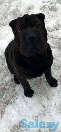 Шарпей, фотография 1