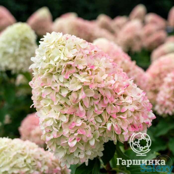 Гортензия саммер лав на штамбе 55см, фотография 1