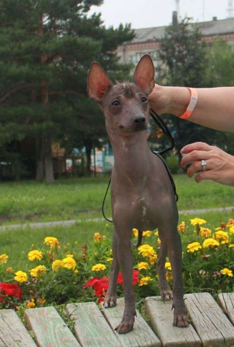 Ксолоитцкуинтли мексиканская голая собака щенок кобель, фотография 1