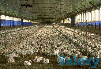 Теплицы на любой вкус, фотография 6