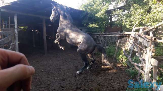 Конь. Айгыр. Рысак, фотография 1