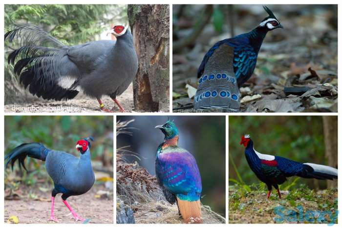 Птиці по заказ, фотография 1