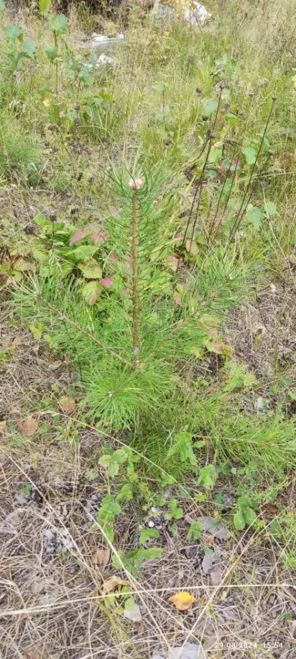 Туя выше 3 метров, сосна живая, берёза, ива, ольха, рябина, рассада., фотография 9